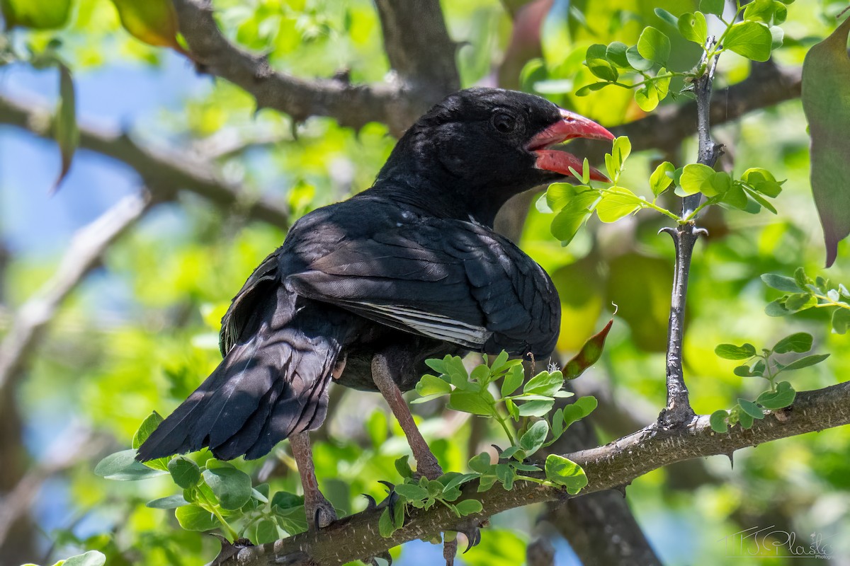 Red-billed Buffalo-Weaver - ML647001006