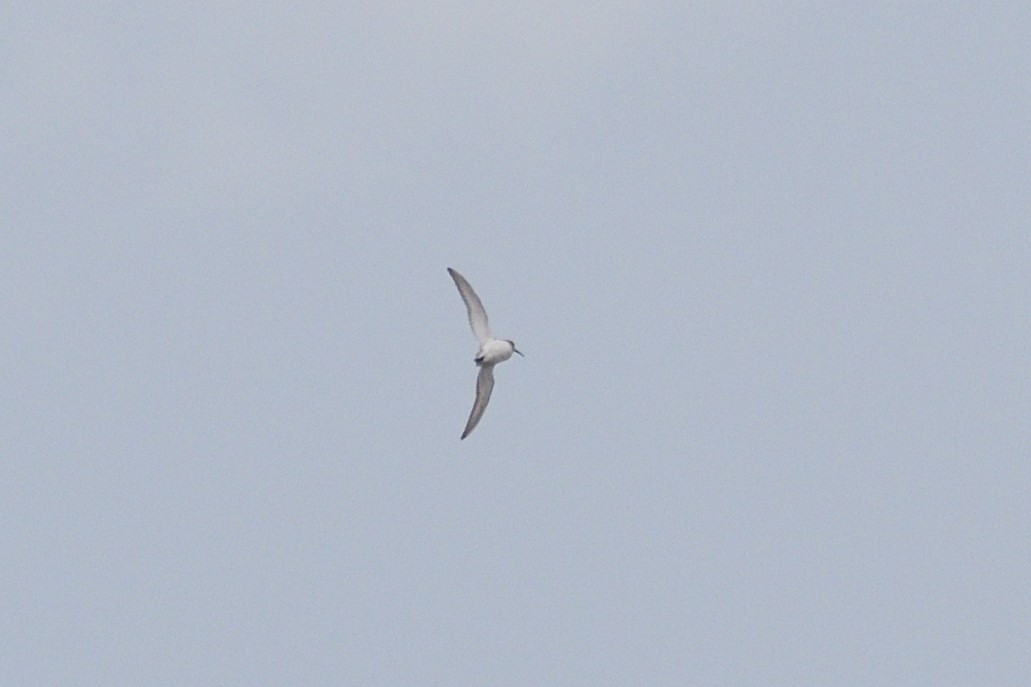 myrsnipe - ML647001011