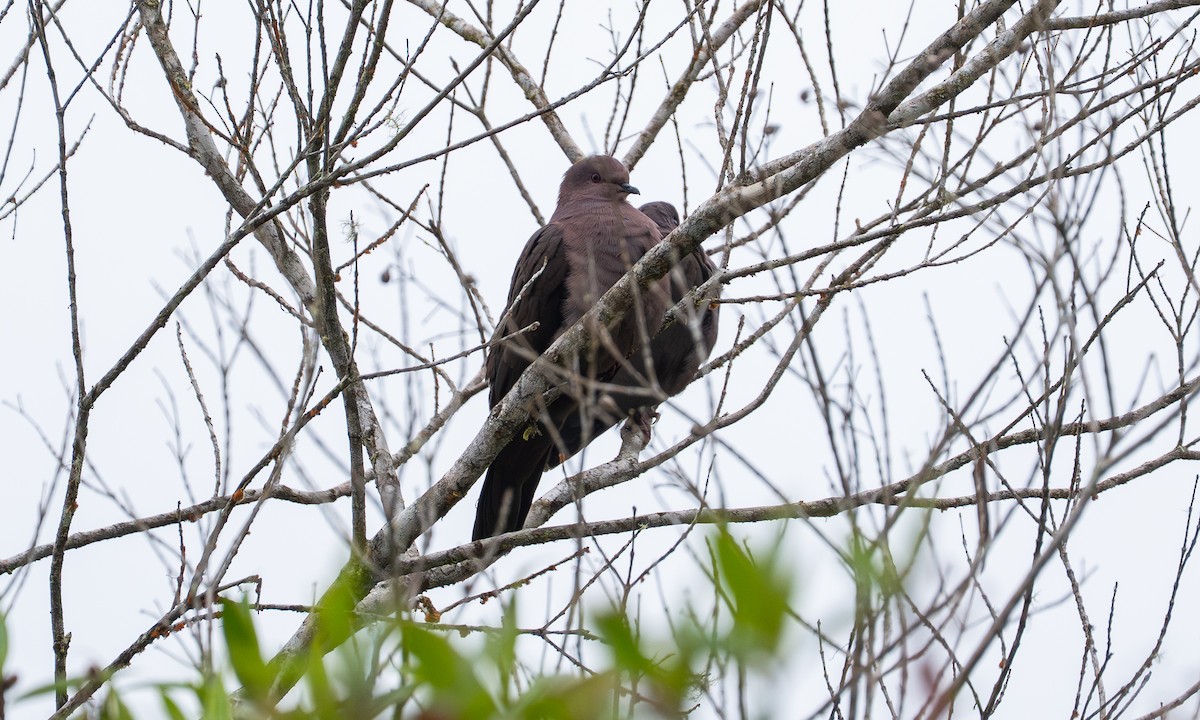 Ruddy Pigeon - ML647001012