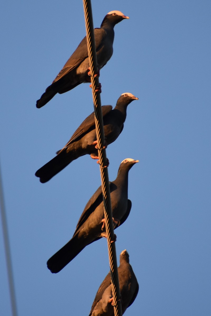 White-crowned Pigeon - ML647001014