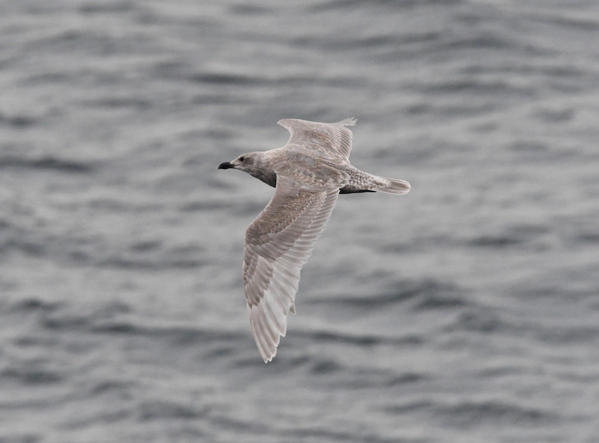 Glaucous-winged Gull - ML647001015