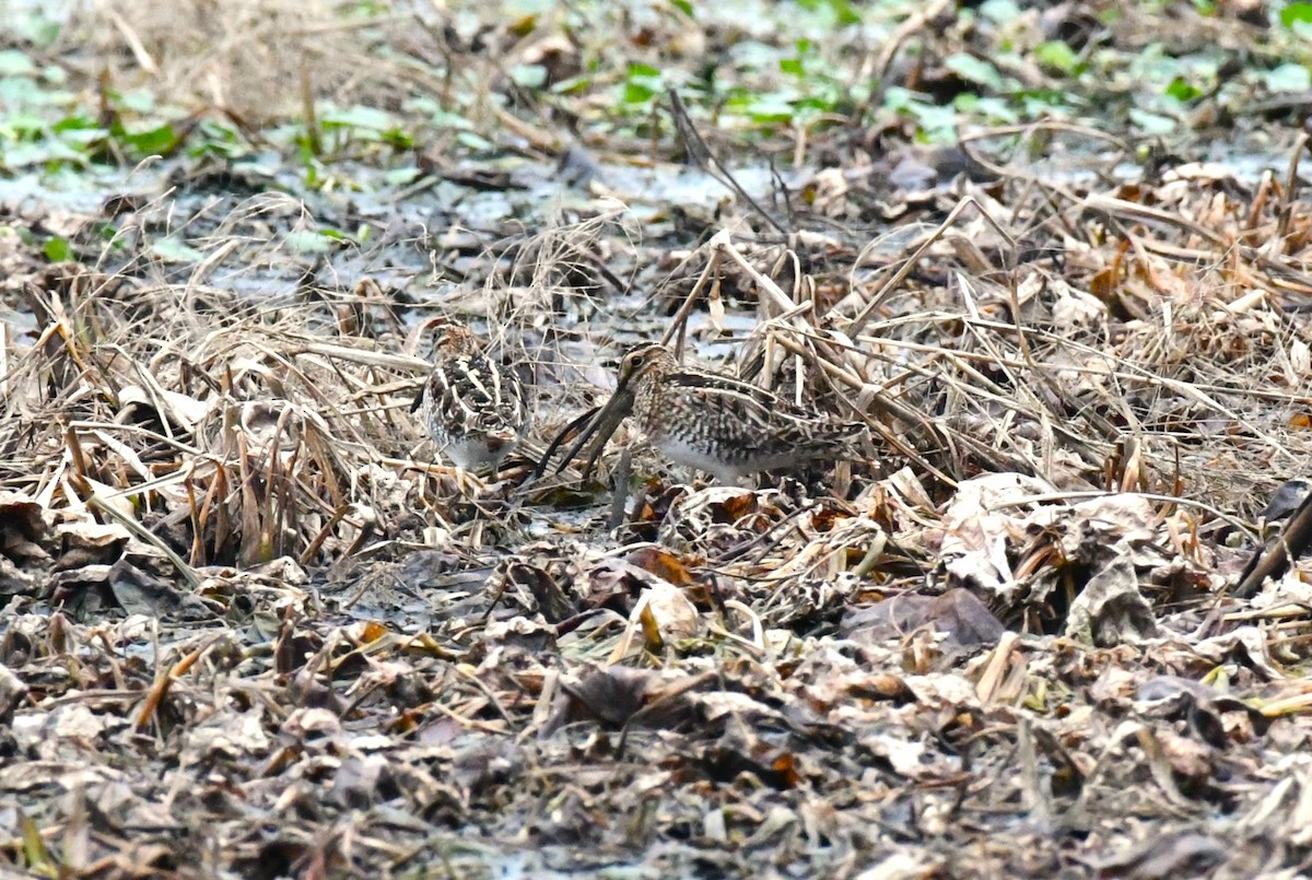 Wilson's Snipe - ML647001026