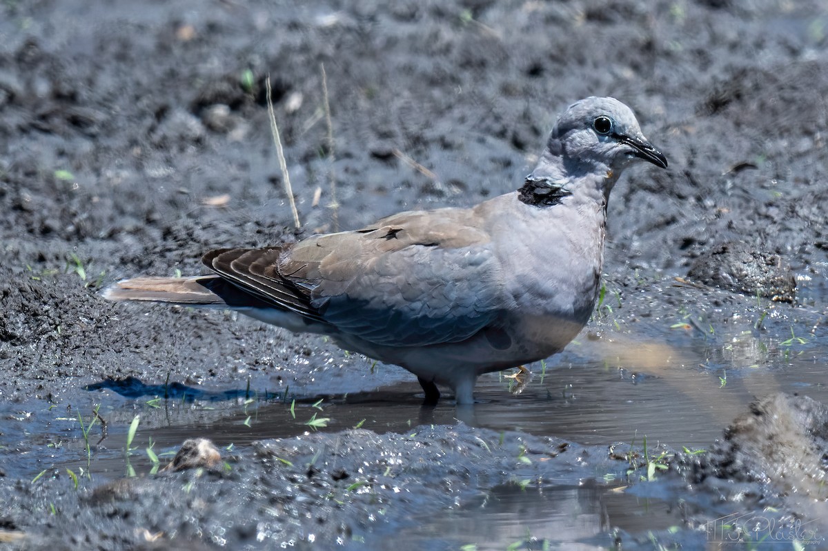 Ring-necked Dove - ML647001027