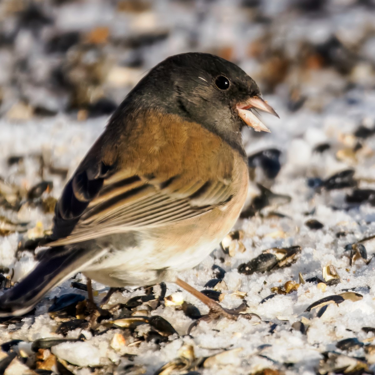 Junco ardoisé (groupe oreganus) - ML647001028