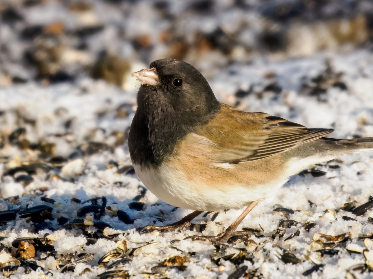 Junco ardoisé (groupe oreganus) - ML647001029