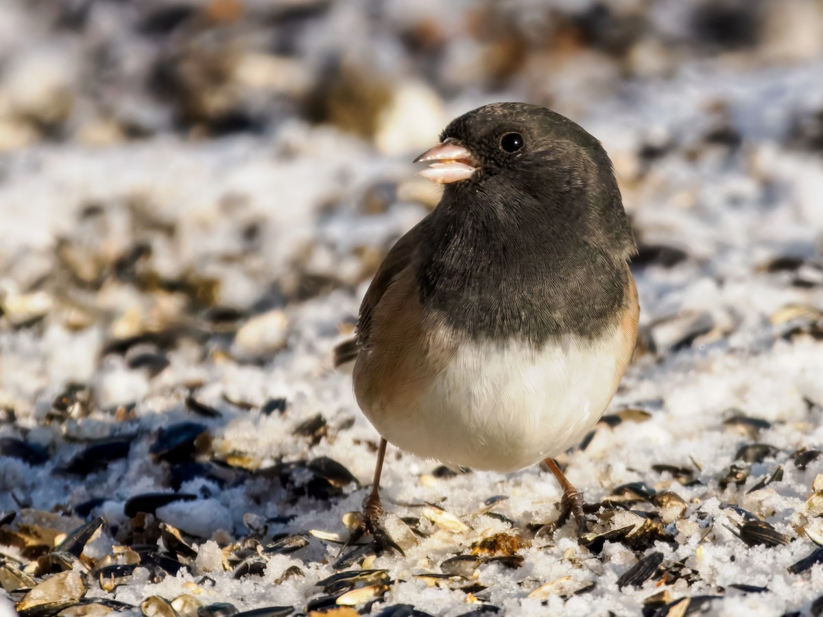 Junco ardoisé (groupe oreganus) - ML647001030