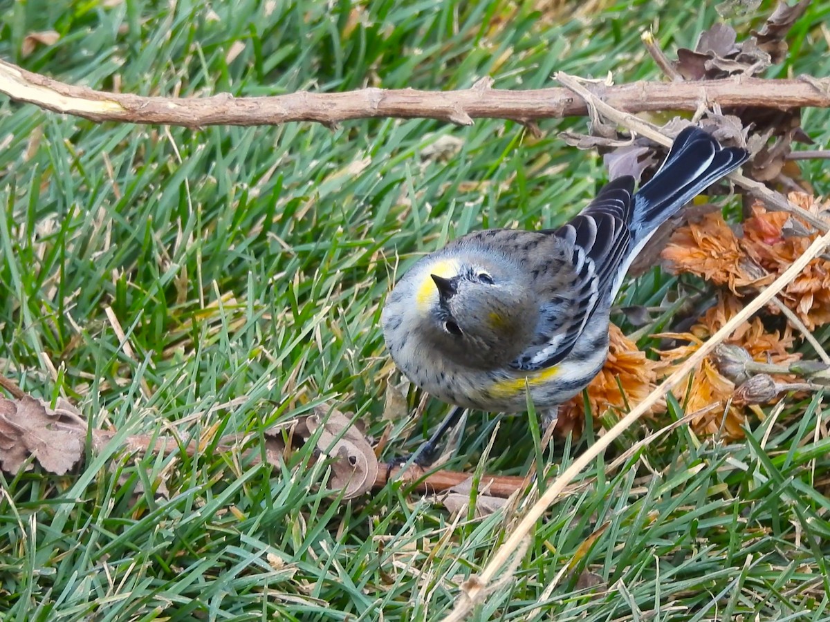 Paruline à croupion jaune - ML647001031