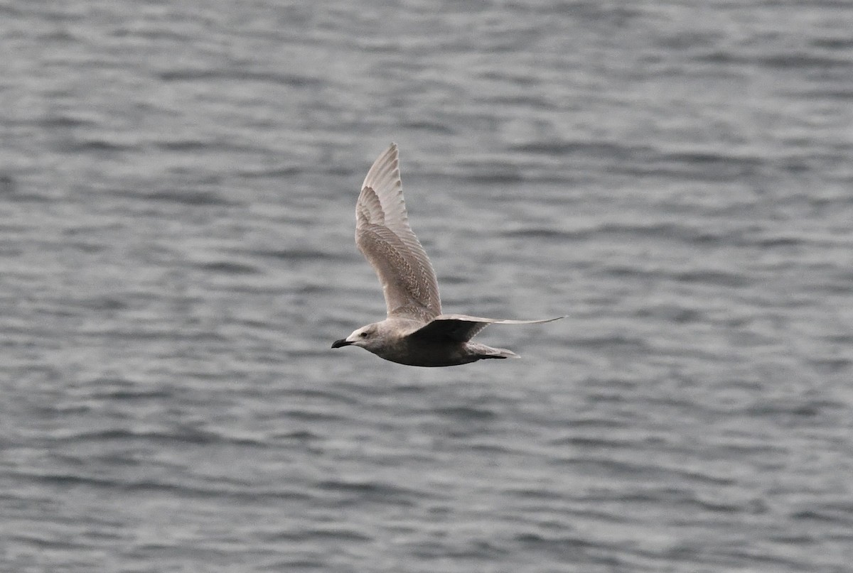 Glaucous-winged Gull - ML647001033