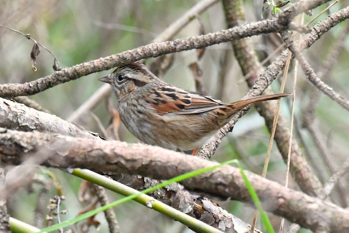 Swamp Sparrow - ML647001038