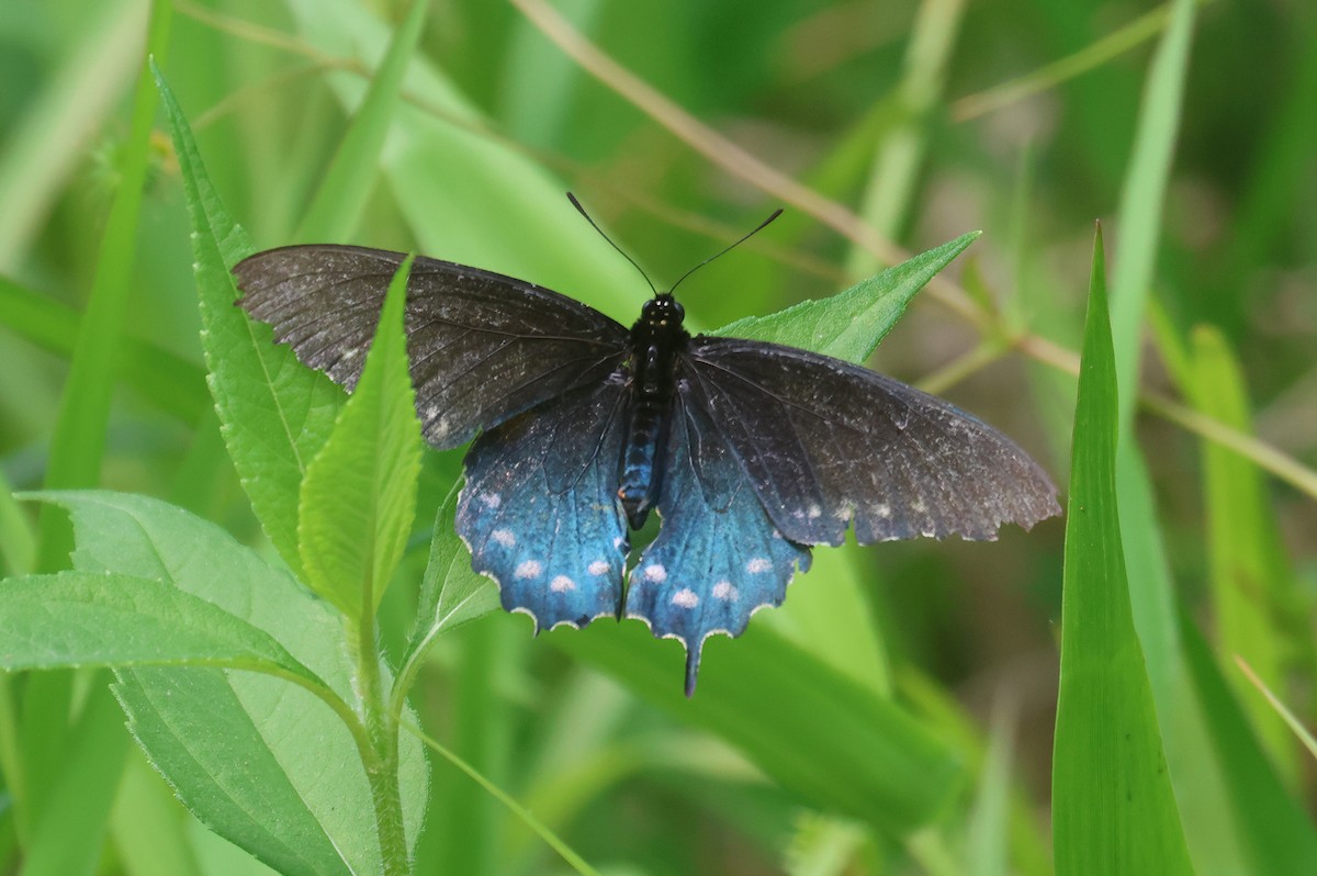 Mariposa cola de golondrina azul - ML647001039