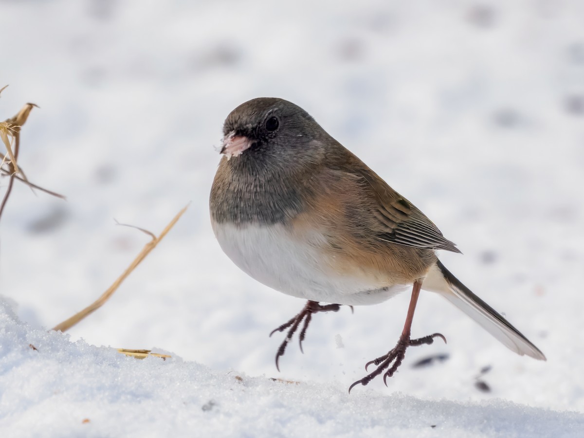 Junco ardoisé - ML647001045