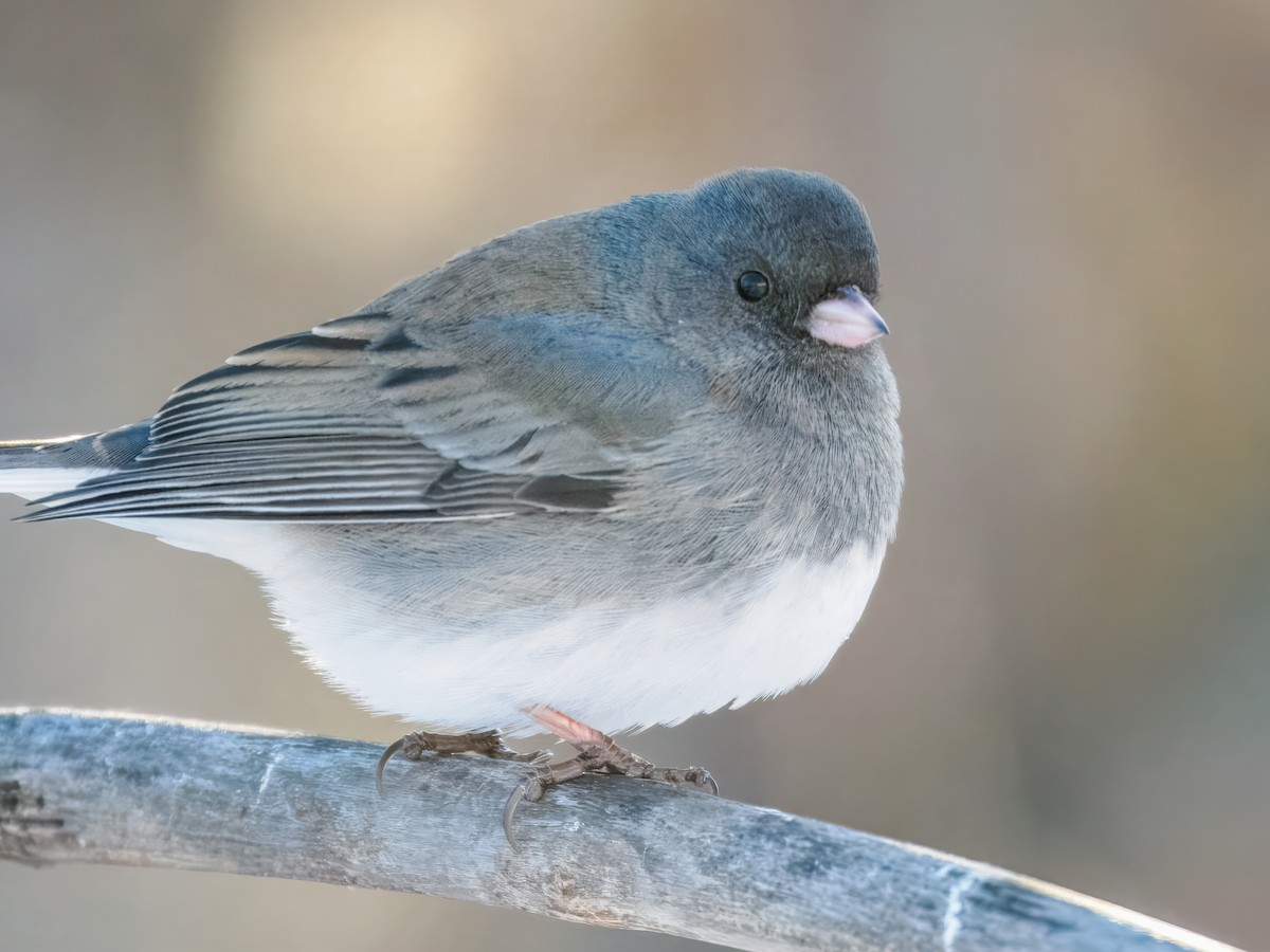 Junco ardoisé - ML647001046
