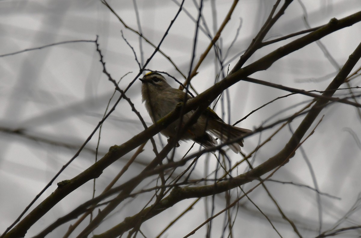 Golden-crowned Kinglet - ML647001052