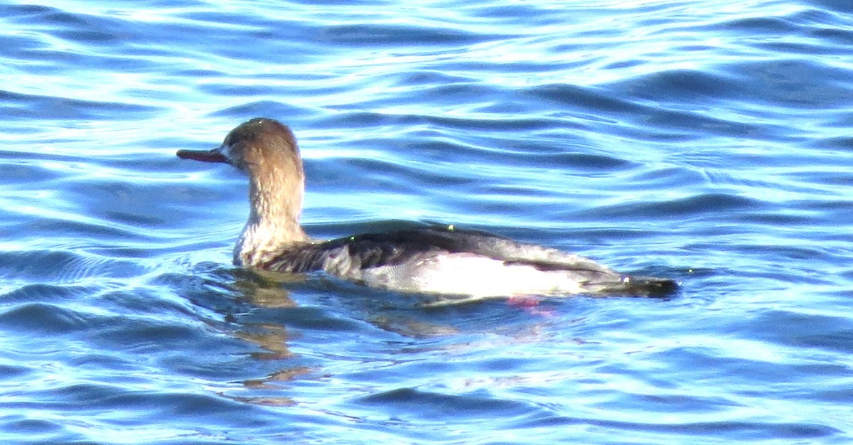 מרגון בינוני - ML647001053