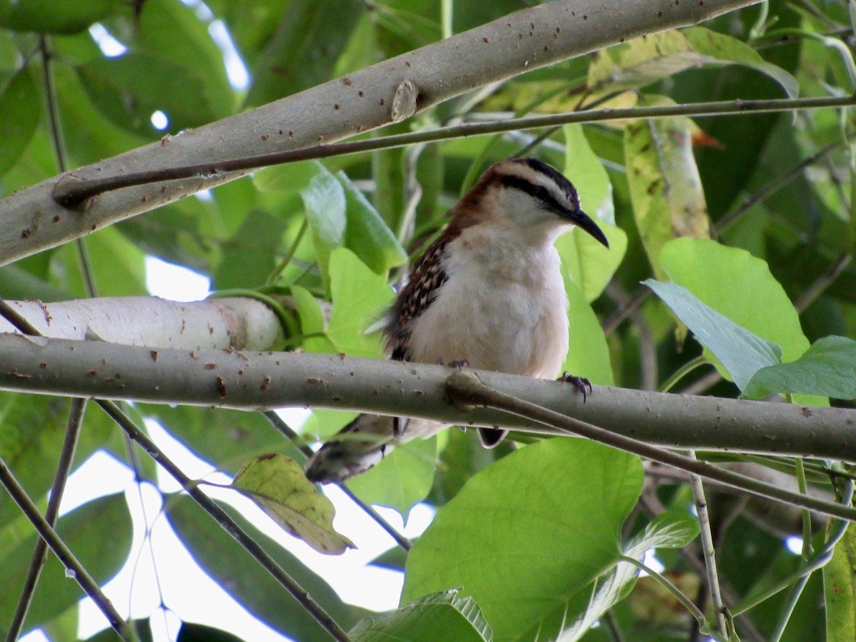 Rufous-backed Wren - ML647001055