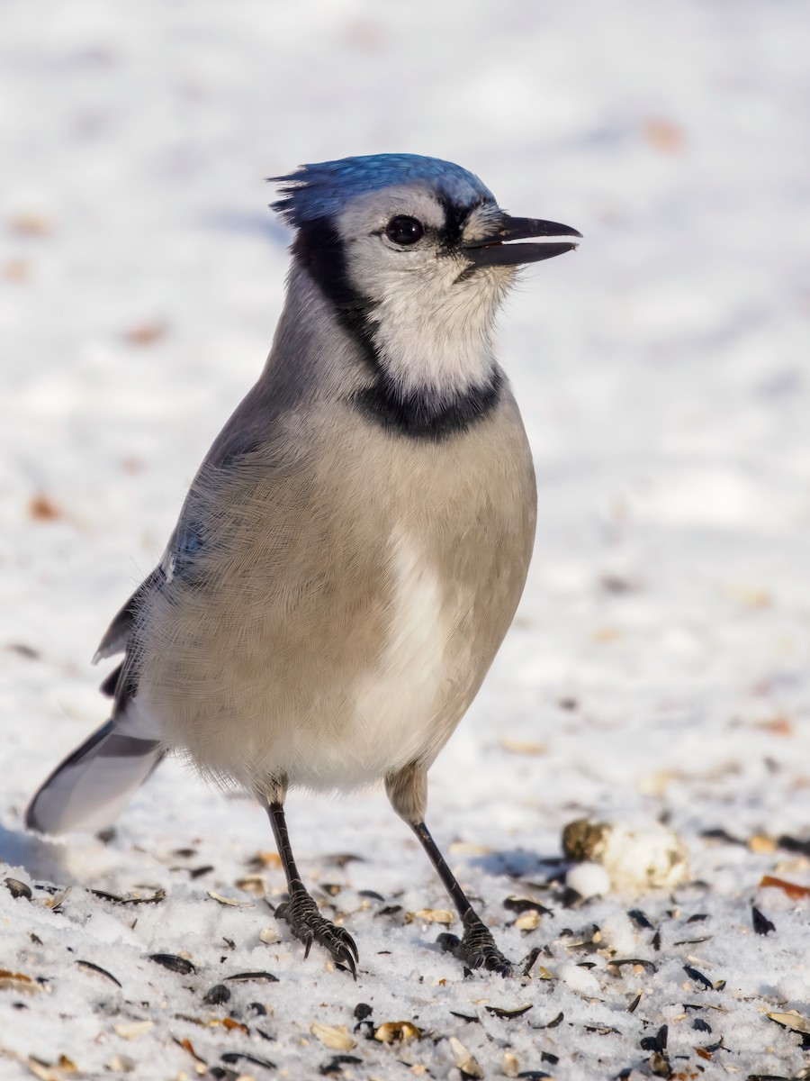 Geai bleu - ML647001056