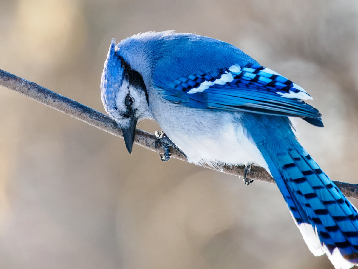 Geai bleu - ML647001057