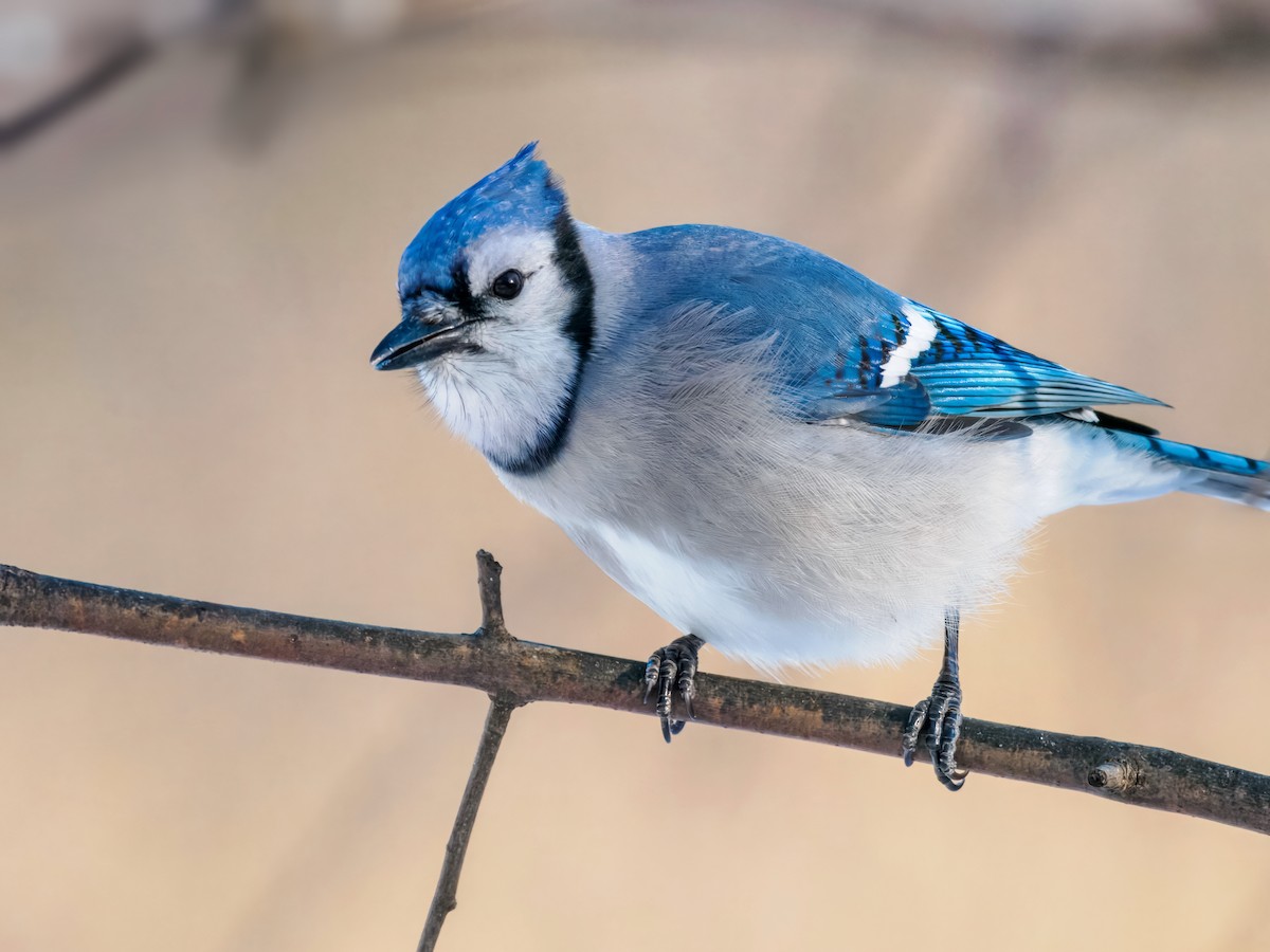 Geai bleu - ML647001058