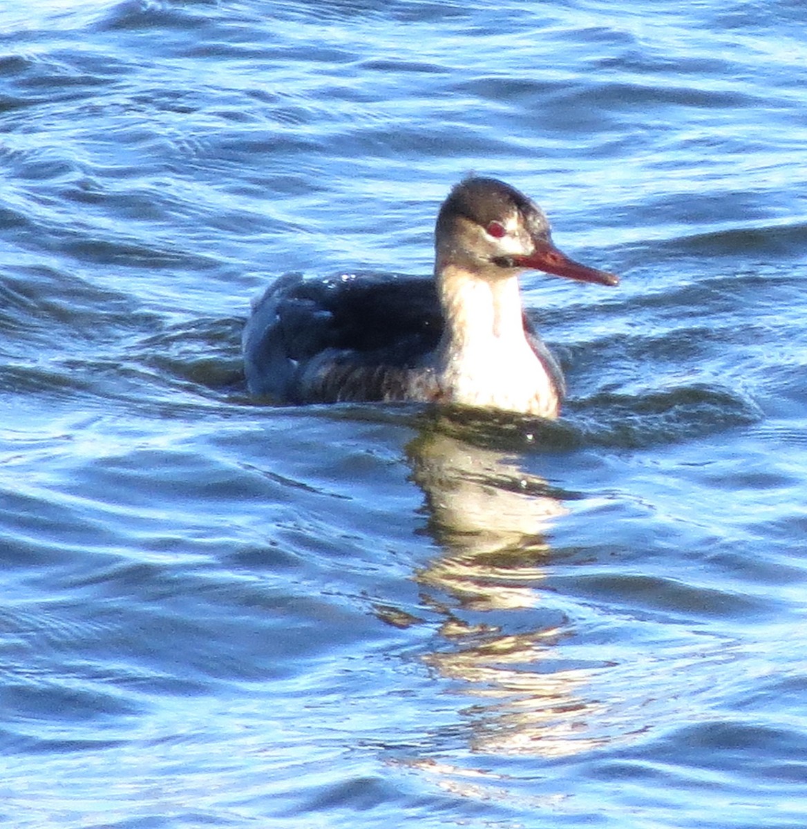 מרגון בינוני - ML647001062
