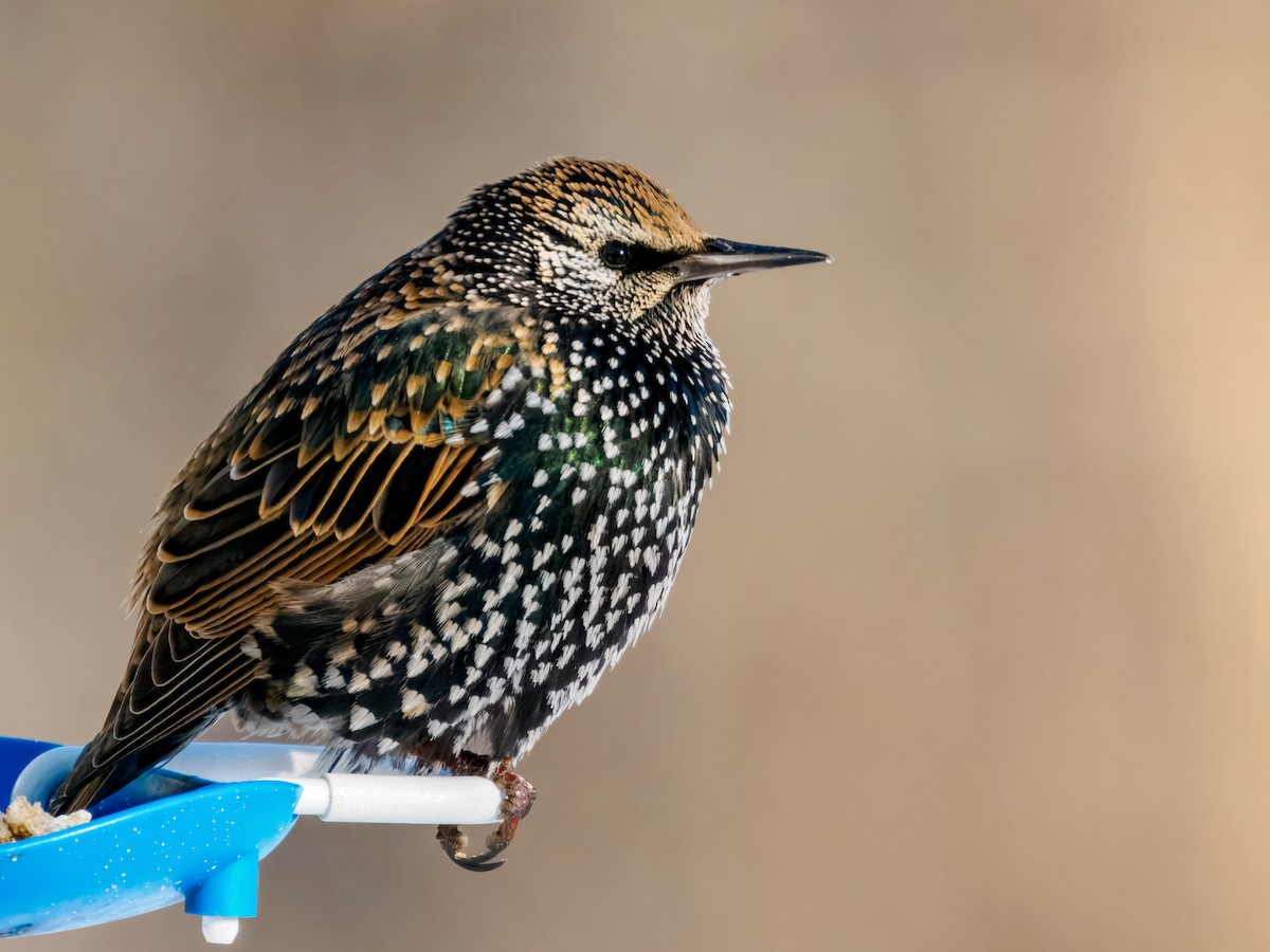 Étourneau sansonnet - ML647001065