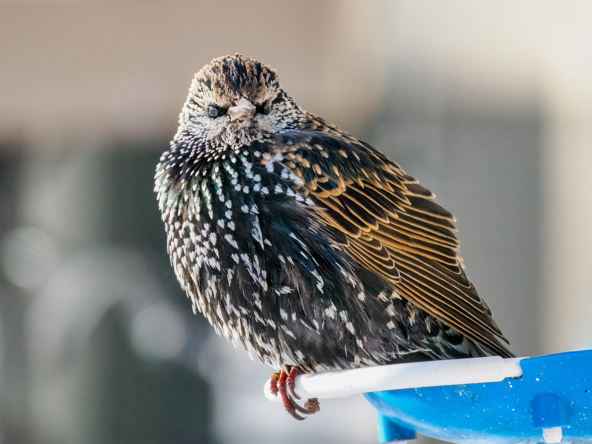 Étourneau sansonnet - ML647001066