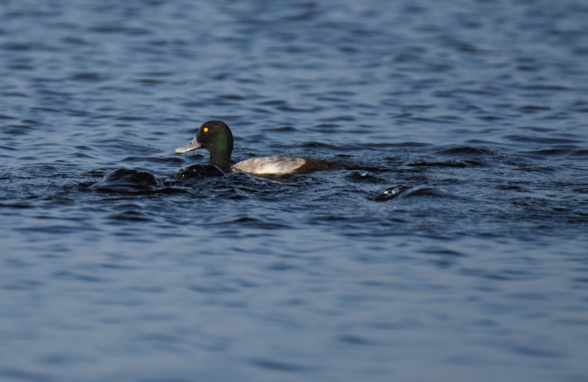 Bergente - ML647001067