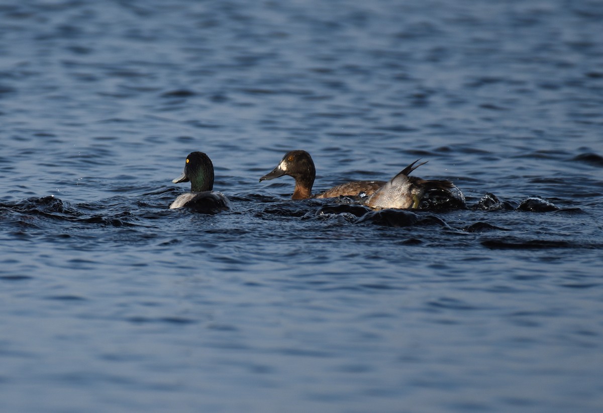 Bergente - ML647001068