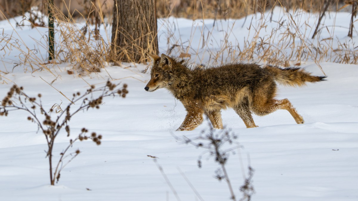 Coyote - ML647001074