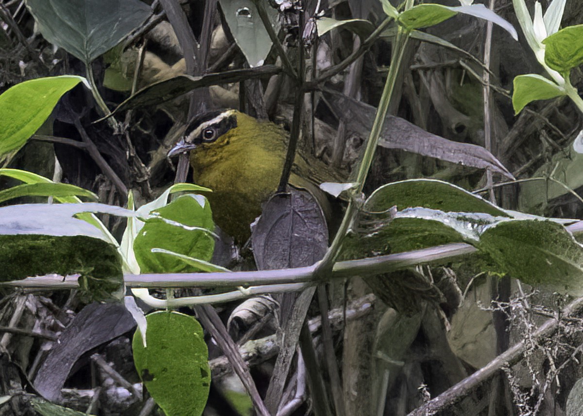 Зеленяр білобровий - ML647001077