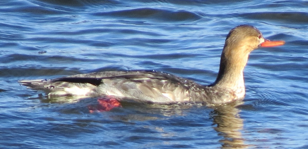 מרגון בינוני - ML647001079