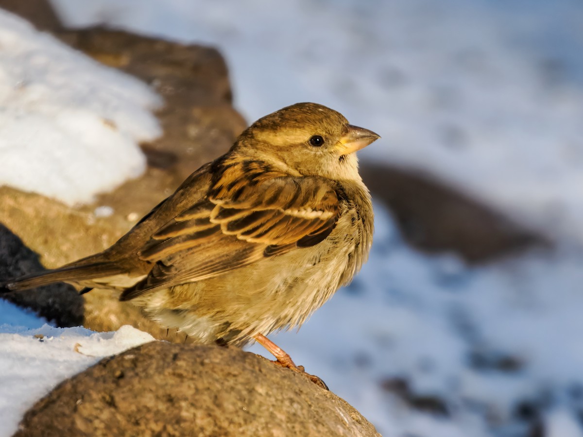 Moineau domestique - ML647001080