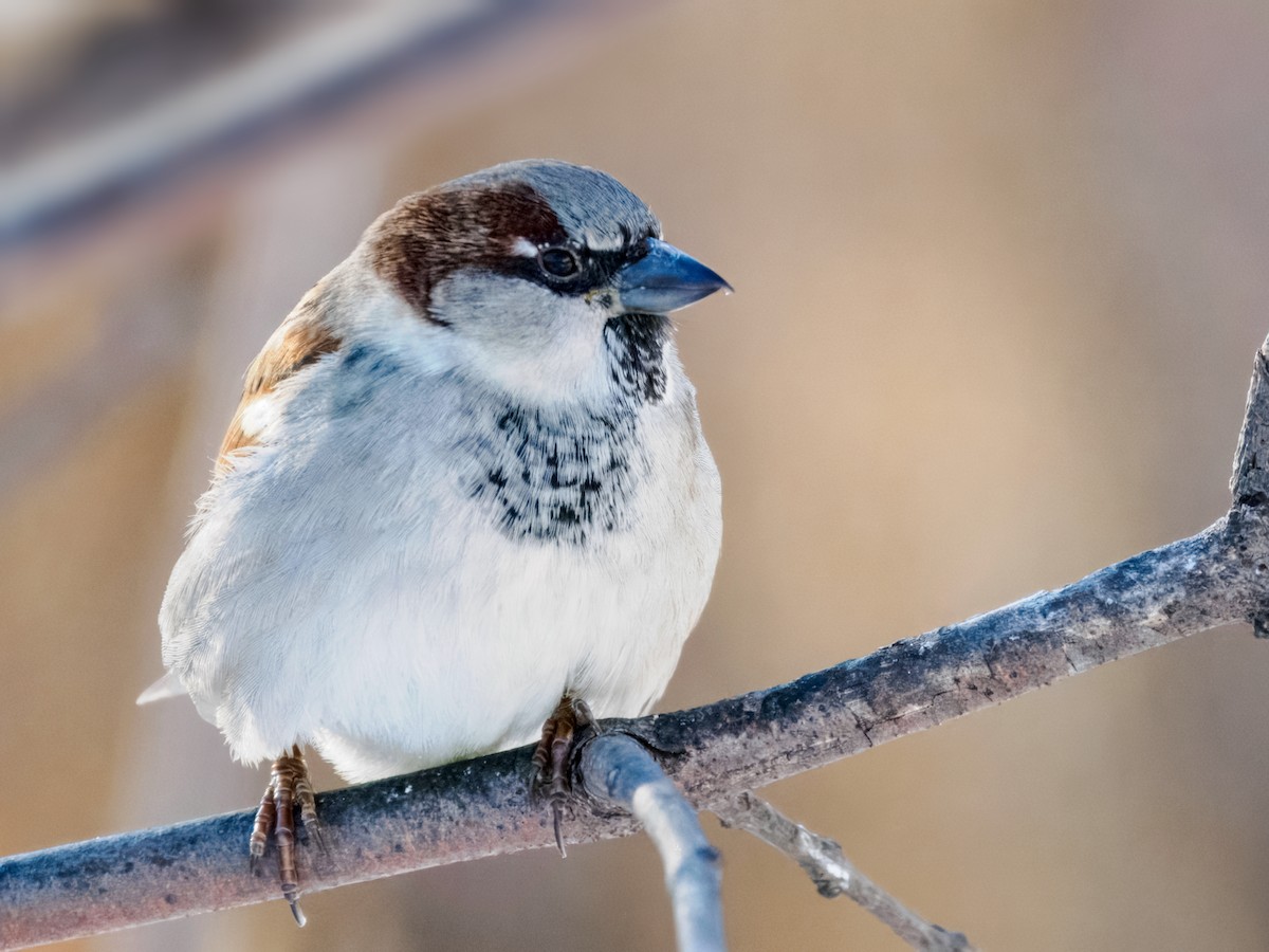 Moineau domestique - ML647001081