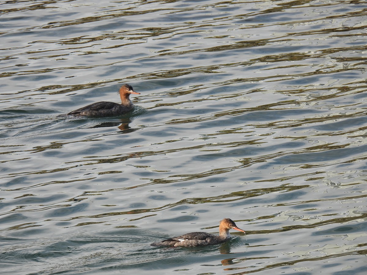 מרגון בינוני - ML647001083