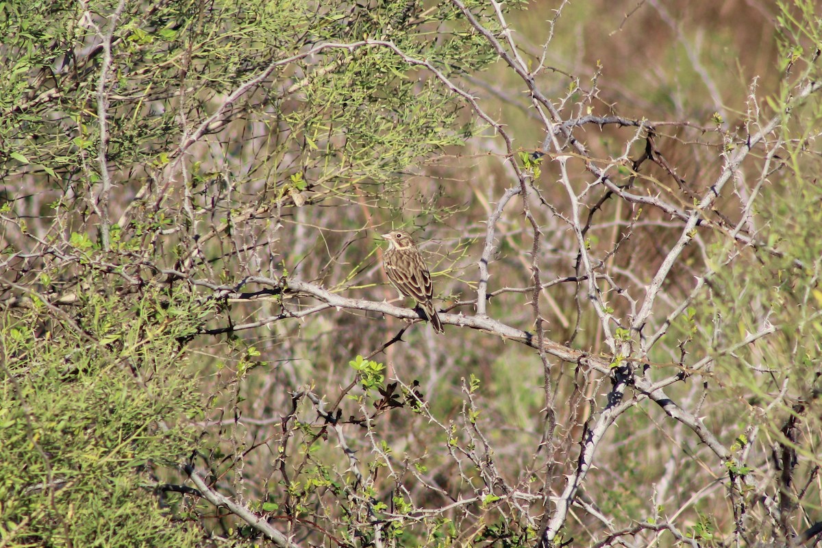 Vesper Sparrow - ML647001086