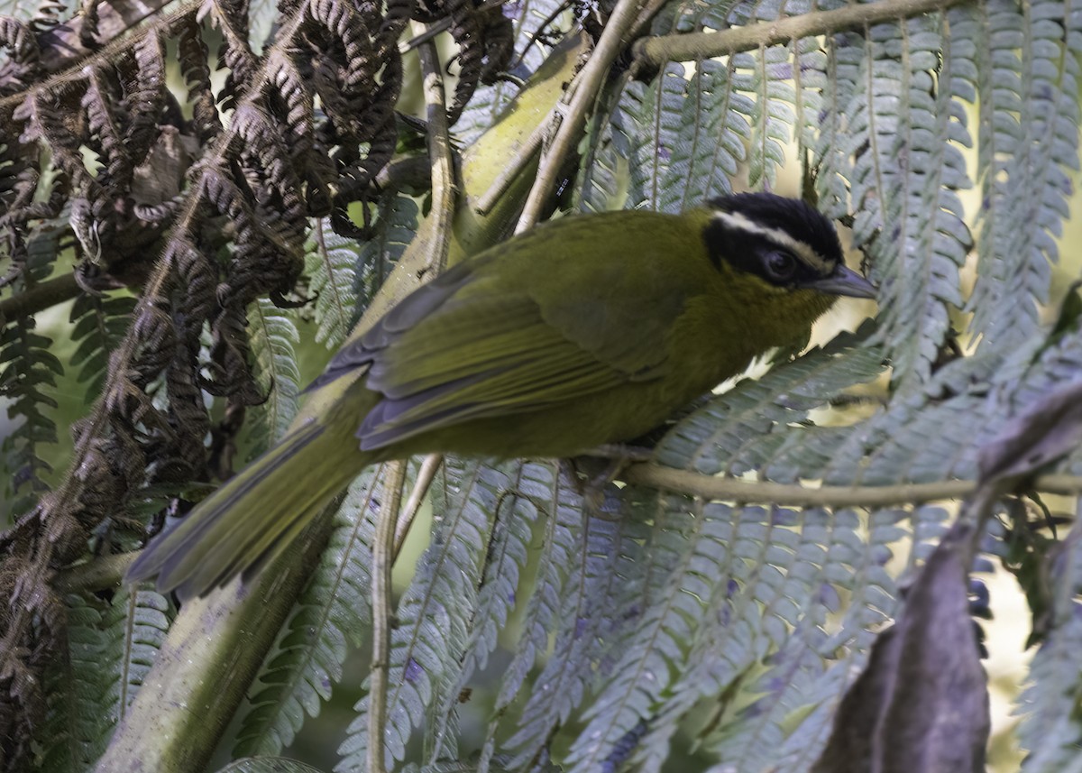 Зеленяр білобровий - ML647001087