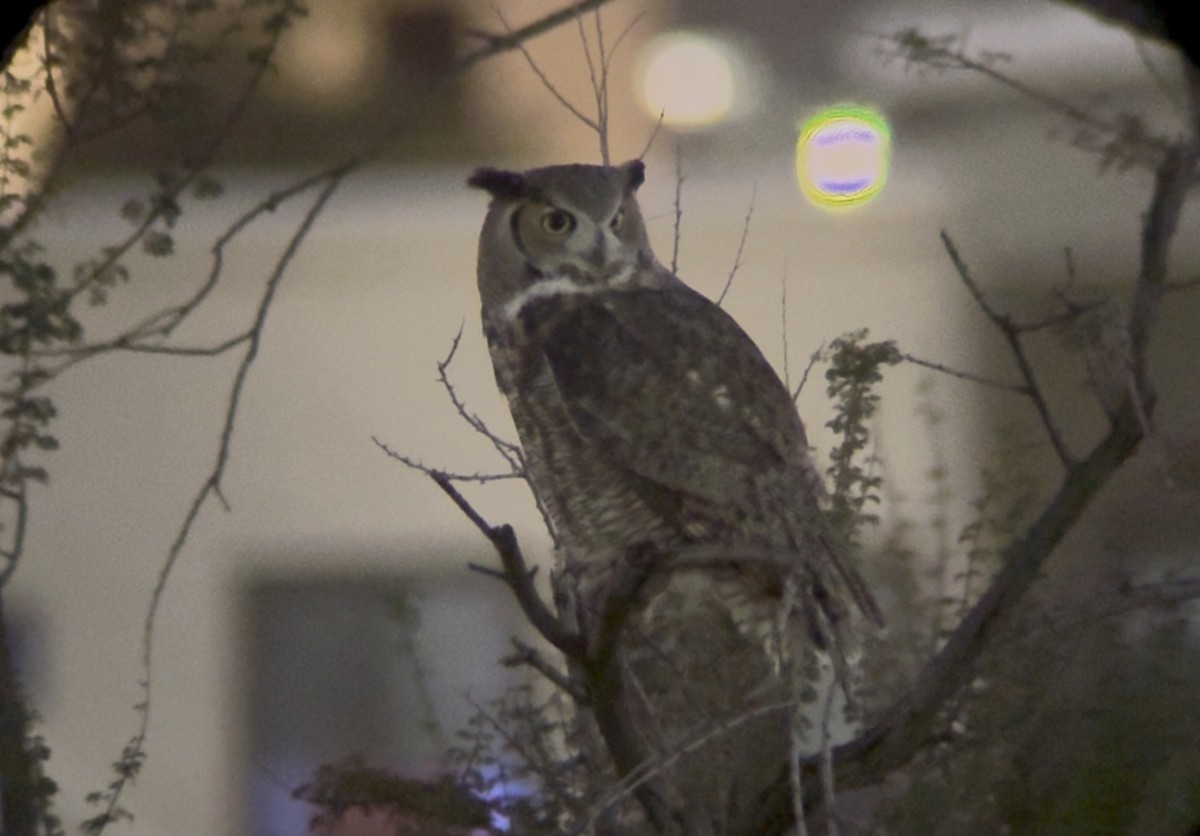 Great Horned Owl - ML647001089