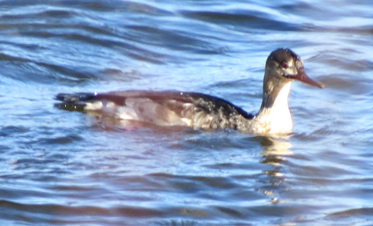 מרגון בינוני - ML647001090