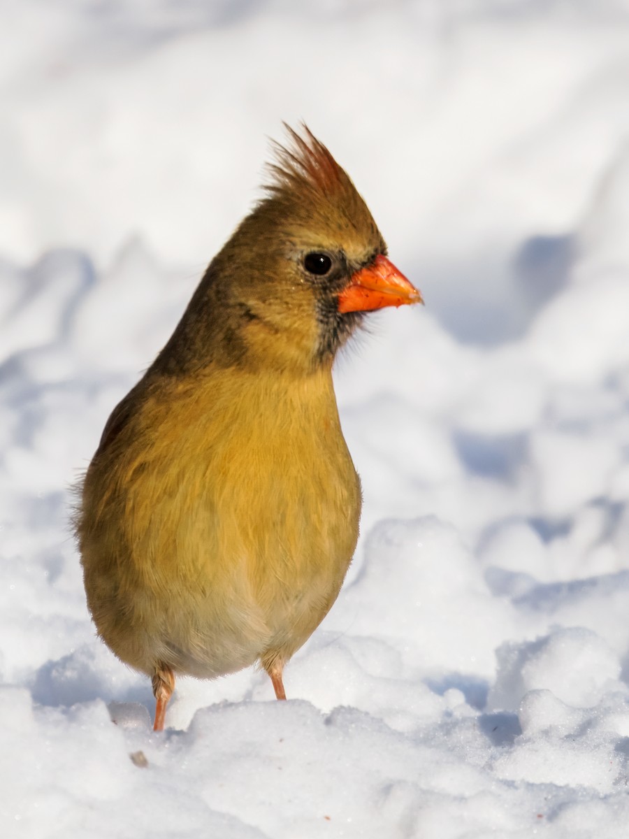 Cardinal rouge - ML647001092