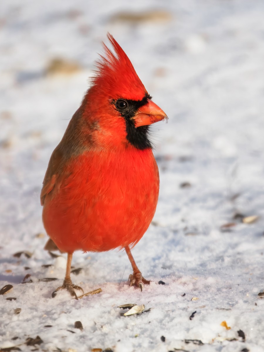 Cardinal rouge - ML647001093