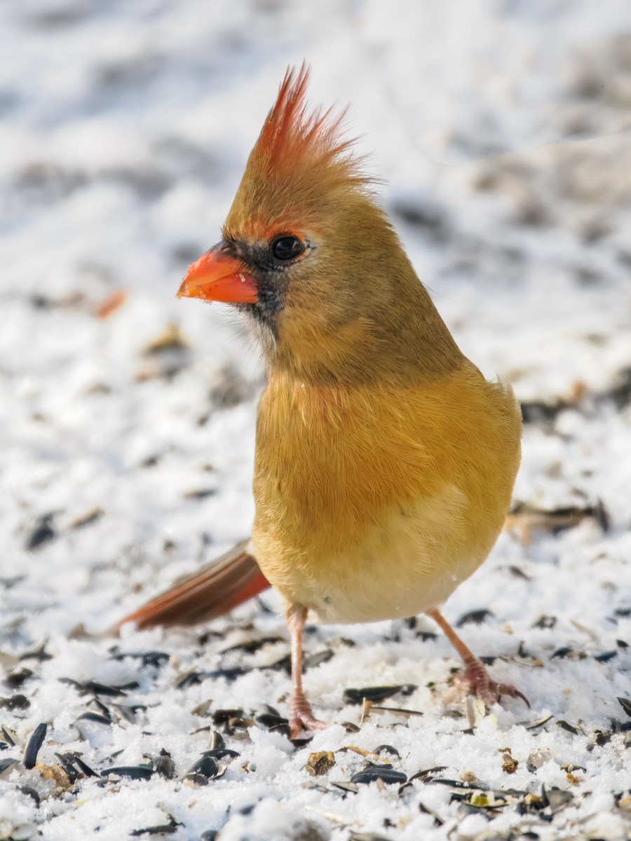 Cardinal rouge - ML647001094