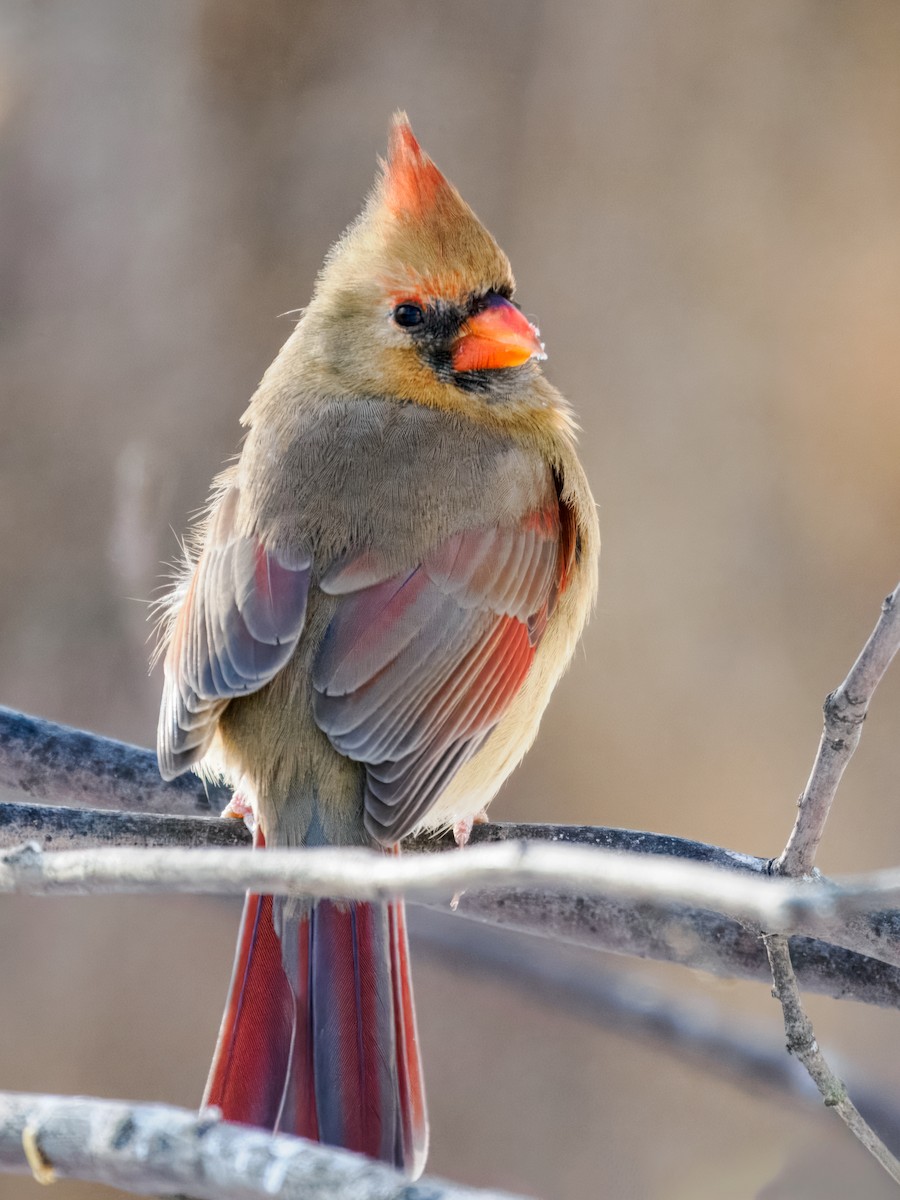 Cardinal rouge - ML647001095