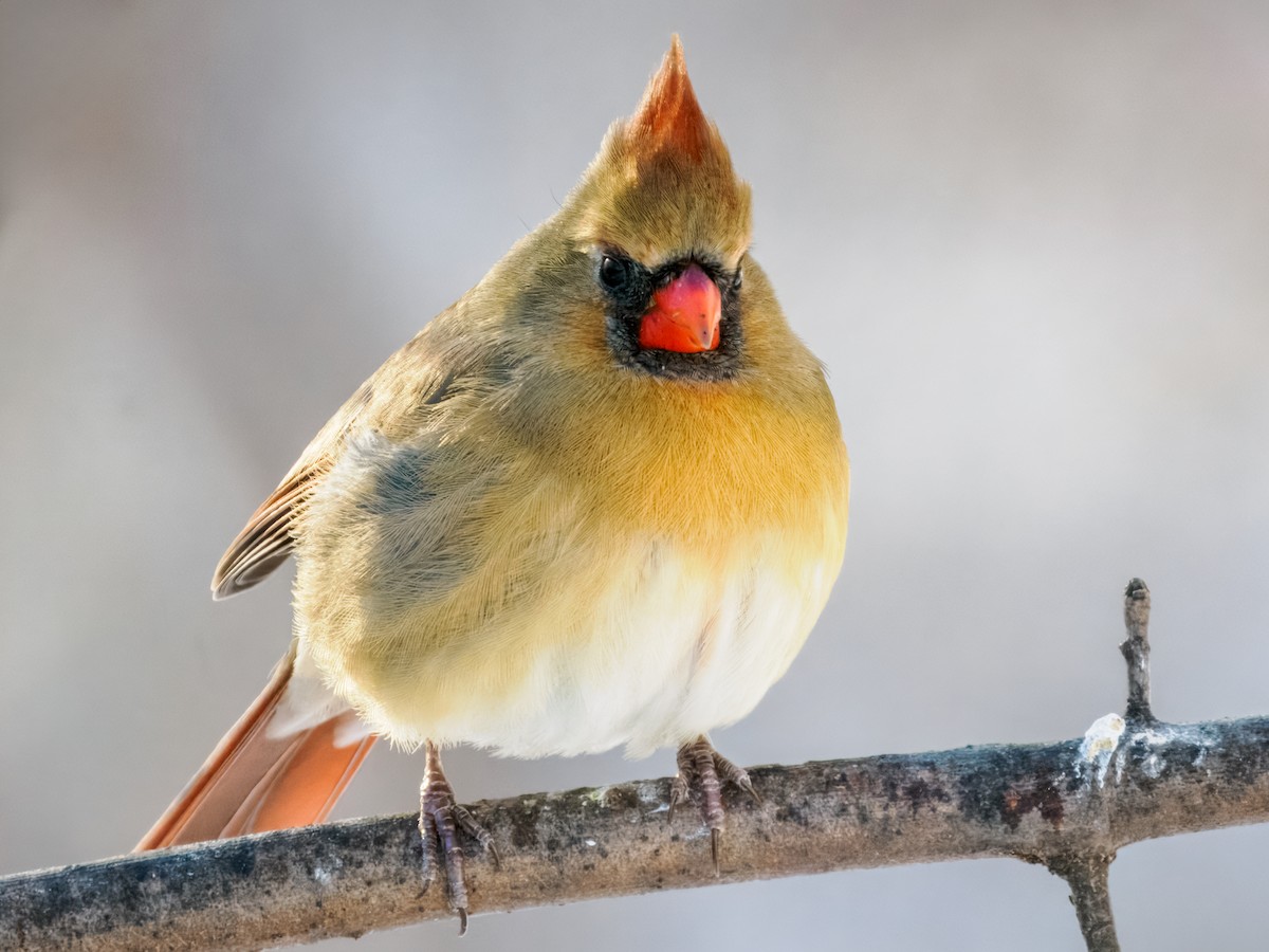 Cardinal rouge - ML647001096