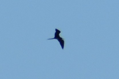 Magnificent Frigatebird - ML647001097