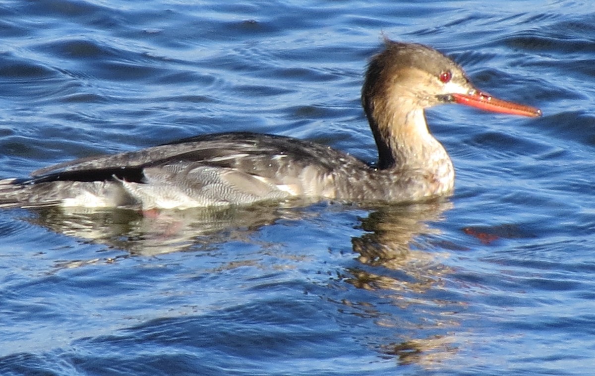 מרגון בינוני - ML647001101