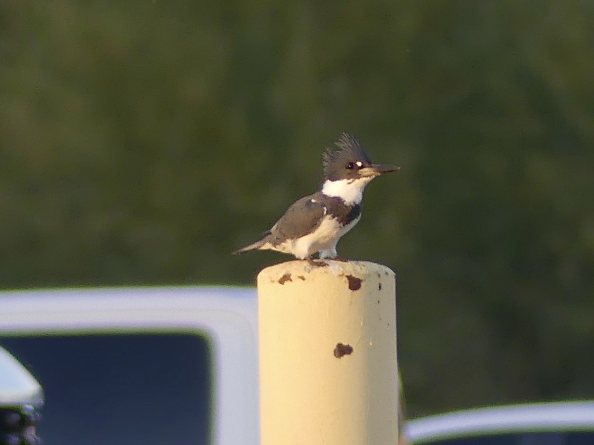 Belted Kingfisher - ML647001103