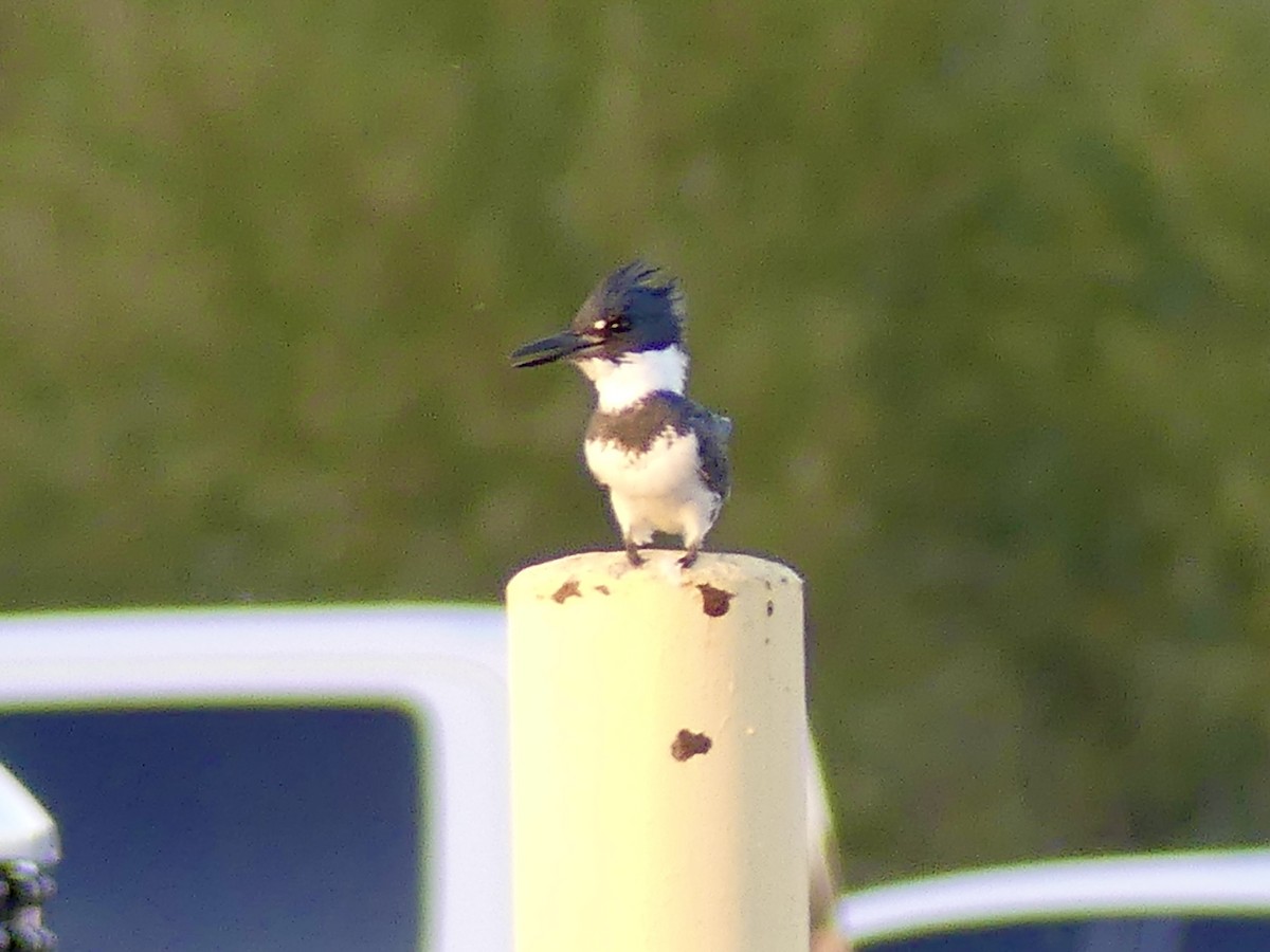 Belted Kingfisher - ML647001104