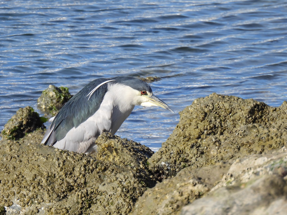 natthegre - ML647001106