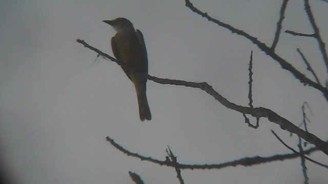 Тиран тропічний - ML647001112