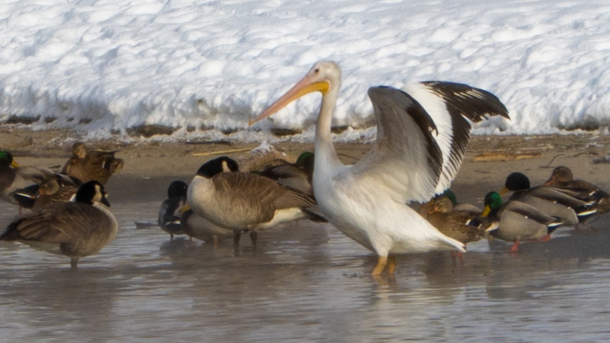 Pelícano Norteamericano - ML647001113