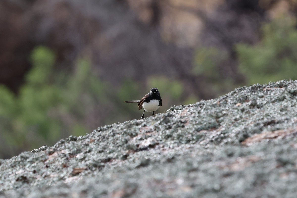 Чёрно-белая веерохвостка - ML647001114